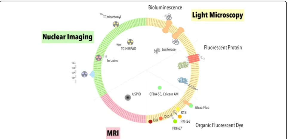 Fig. 3 Strategies for EV labeling and imaging. Labeling EV with fluorescent dye or fluorescent protein can be imaged by fluorescent microscopy.EVs expressing bioluminescence proteins can be imaged by ultra-sensitive CCD