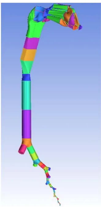 Fig 1. Complete morphology of the lung 