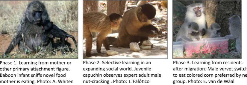 Fig. 1 Three proposed major phases in the ontogeny of social learning in monkeys and apes