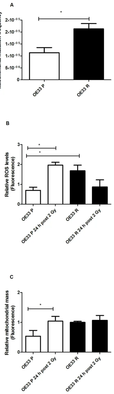 Figure 1. Radioresistant OE33 R cells have increased mito-chondrial mutagenesis and altered mitochondrial function.OE33 P cells at 24 h post irradiation with 2 Gy, this effect is not seen inOE33 R
