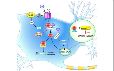 Fig. 1 A schematic representation showing the major functions of TRAX and its interacting proteins