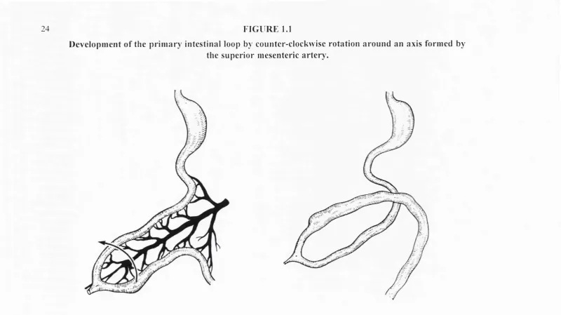 FIGURE 1.1Development of the primary intestinal loop by counter-clockwise rotation around an axis formed by