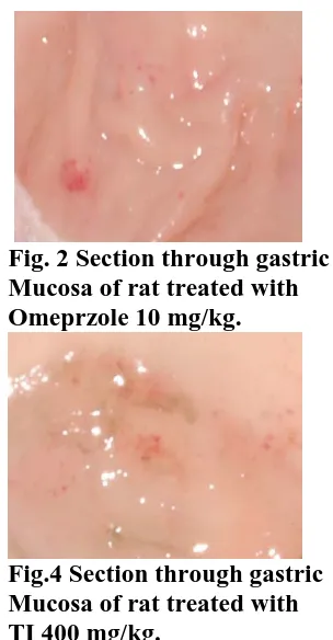 Fig.4 Section through gastric Mucosa of rat treated with TI 400 mg/kg. 