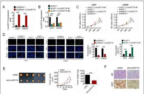 Fig. 2 LINC00174 regulated cell proliferation and apoptosis in vitro and in vivo.presented as the mean ± SD