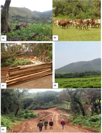 Figure 2. Anthropogenic activities which lead to degradation in Kedjom Keku forest; (a) roads