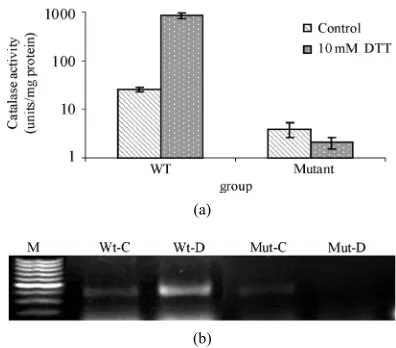 Figure 2. Effect of DTT on ROS generation in WT and catA ROS levels in WT and catalaseA mutant respectively