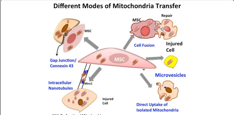 Fig. 2 Different modes of mitochondrial transfer from MSCs to injured or damaged cells