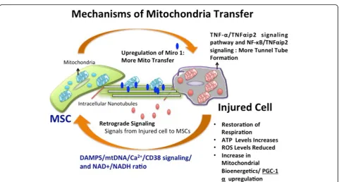 Fig. 3 Mechanisms of Mitochondrial Transfer. An overview of mitochondrial transfer mechanisms has been shown with expression of Miro1protein and tunnel tube formation signaling pathways along with signaling that trigger mitochondrial release from MSCs to injured cell under stress