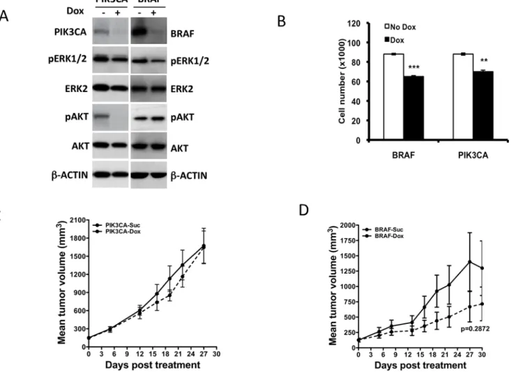 Figure 2. Effect of BRAF and PIK3CA knock-down on KRAS G13D mutant HCT116 cell growth