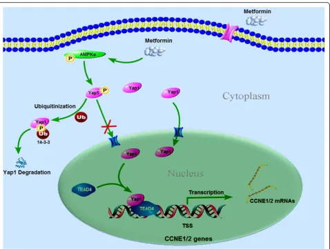 Fig. 7 Scheme of CCNE1/2 suppression by metformin at transcription level via AMPKα/Yap1/TEAD4