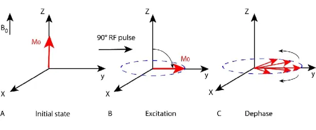 Figure 2.4: Schematic diagram showing (A) The equilibrium net magnetisation (M 0 ) parallel to  the external magnetic field (B 0 )