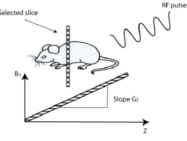 Figure 2.8: Principles of slice selection are achieved by applying a one-dimensional, linear  magnetic field gradient during the period that the RF pulse is applied