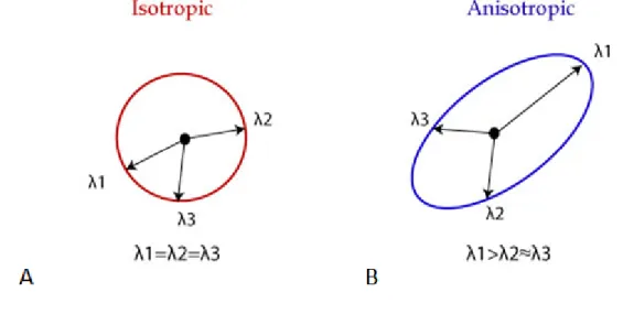 Figure 2.20: Representation of eigenvalues of isotropic and anisotropic diffusion of water