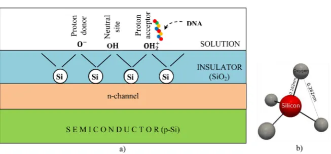 Figure 2. Site binding on the interface SiO2-solution and the process of binding of the negatively charged DNA on the OH2+  free bond (a), SiO2 tetrahedron structure (b)