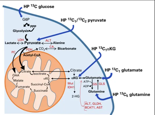 Fig 1. Schematic illustration of metabolic pathways observable using hyperpolarized 13  C-labeled probes