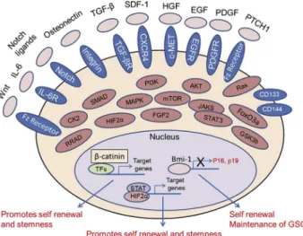 Figure 2 Relationship between neuronal stem cells, dif- dif-ferentiation, GSCs, cancer initiation, and dedifferentiation.