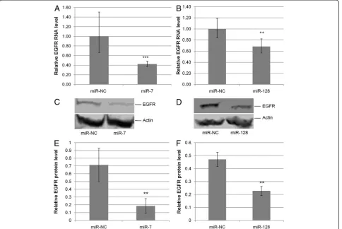 Figure 2 miRNAs miR-7 and miR-128 down-regulate EGFR in HEY cells.miR-NC (levels of EGFR following transfection of miR-7 and miR-NC (repicates of qPCR determined EGFR RNA levels following transfection of miR-7 or miR-NC (GAPDH as the endogenous control