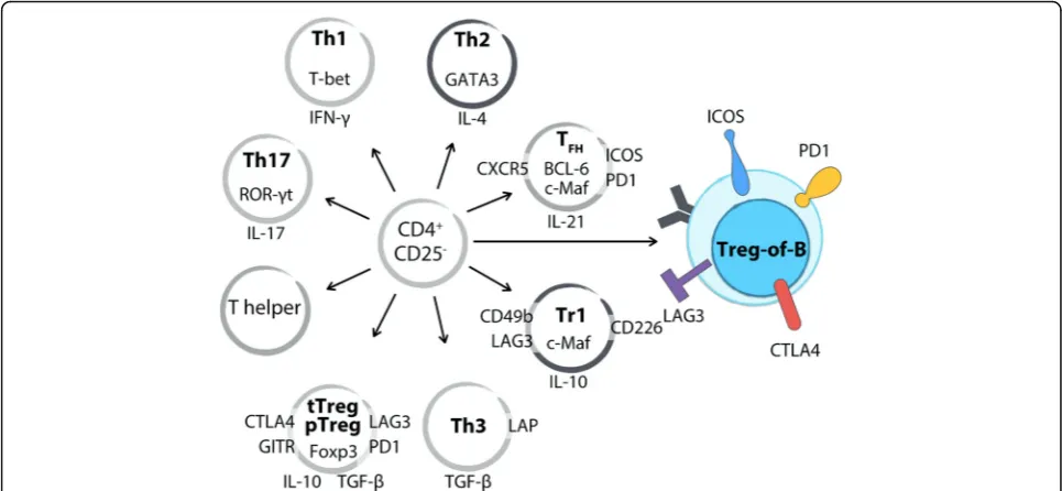 Fig. 1 Treg-of-B cells differ from well-known regulatory T cells and T helper cells. With regard to transcription factors, Treg-of-B cells do not express Foxp3,and TGF-and GITR