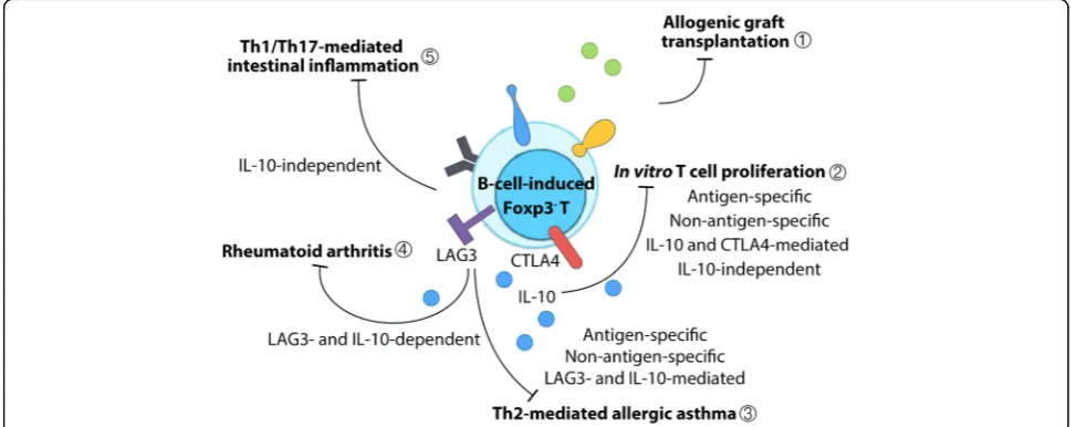 Table 1 The differences between Treg-of-B cells and the well-known Treg cells, including Foxp3+ Treg, Th3, and Tr1 cells