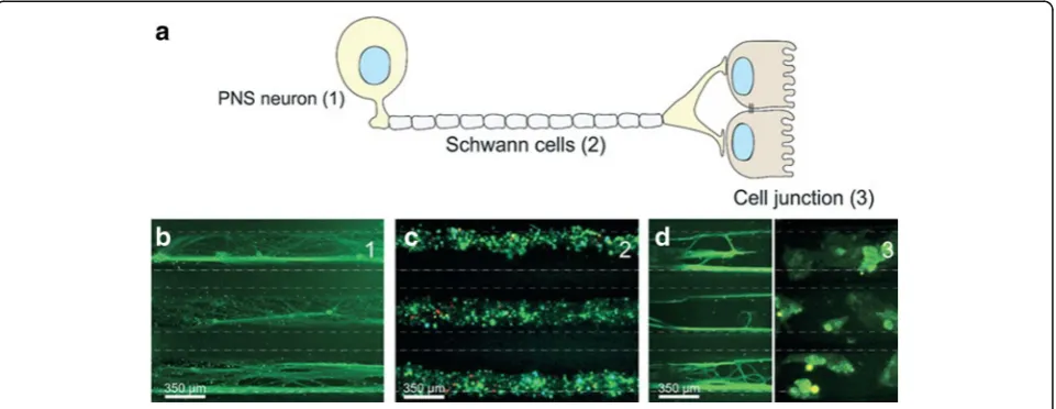 Fig. 10 a Schematic of a peripheral 3D neural systems-on-a-chip consisting of peripheral nervous system (PNS) neuron, Schwann cells, and cell junction,micrograph showing three parallel microchannels of b PNS neurons stained by green tau, c peripheral nerve fibres stained using tri-colour pseudorabiesvirus d axon termini (green tau stained) and epithelial cells stained by gree tau and cytokeratin, respectively, with courtesy of [127]