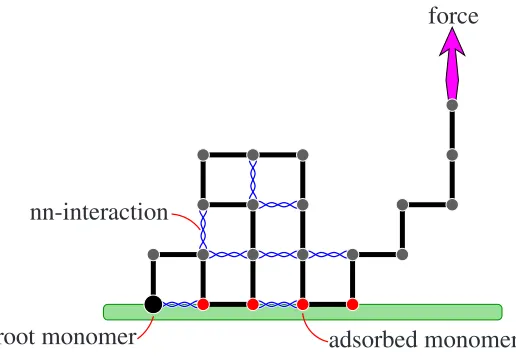 Fig. 1. A lattice model of a polymer tethered to a sticky surface under the inﬂuence of a pulling force.