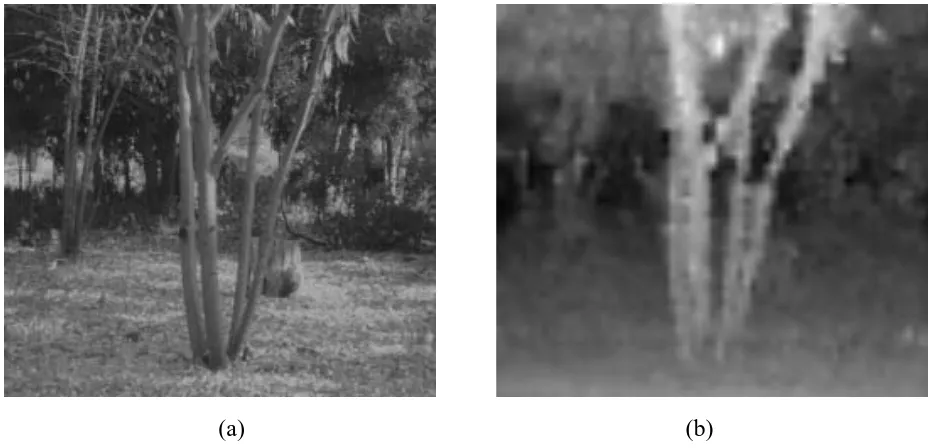 Figure 5: Depth recovery example: outdoor scene with trees