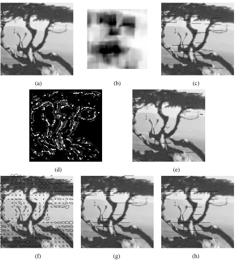 Figure 3: Translating tree sequence: (a) frame 0, (b) minimum eigenvalues, (c) Shi-Tomasi tracker,(d) result of monotonicity operator, (e) monotonicity tracker, (f) uncertainty ellipses, (g) spline-based tracker (m��), (h) spline-based tracker (m���).
