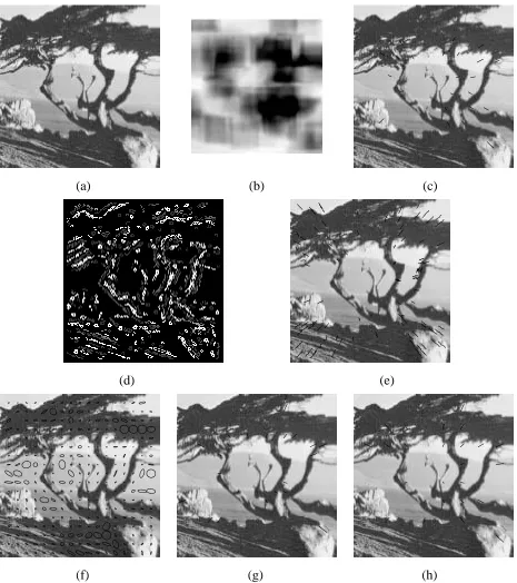 Figure 4: Diverging tree sequence: (a) frame 0, (b) minimum eigenvalues, (c) Shi-Tomasi tracker,(d) result of monotonicity operator, (e) monotonicity tracker, (f) uncertainty ellipses, (g) spline-based tracker (m��), (h) spline-based tracker (m���).