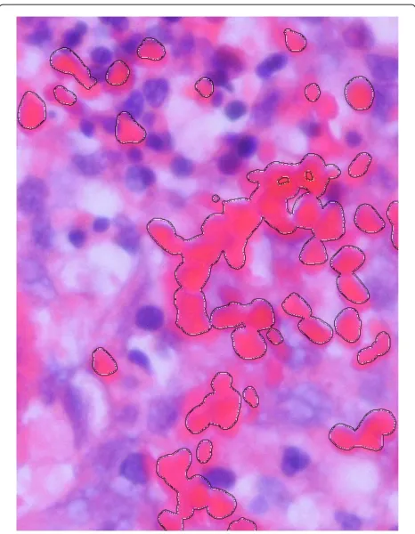 Figure 7 Histology image from the skin.
