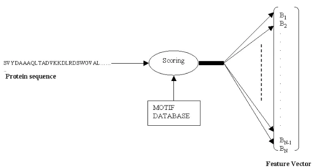 Figure 2: The procedure to generate feature vectors for proteins. Bi in the featurevector is the sum or maximum of the scores (depending on the approach) for the ith
