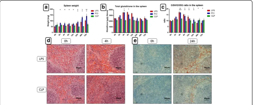 Fig. 7 Cleaved caspase-3 expression in the spleens. At the time point indicated, mice were sacrificed and the spleens were collected for immunohistologicalanalysis