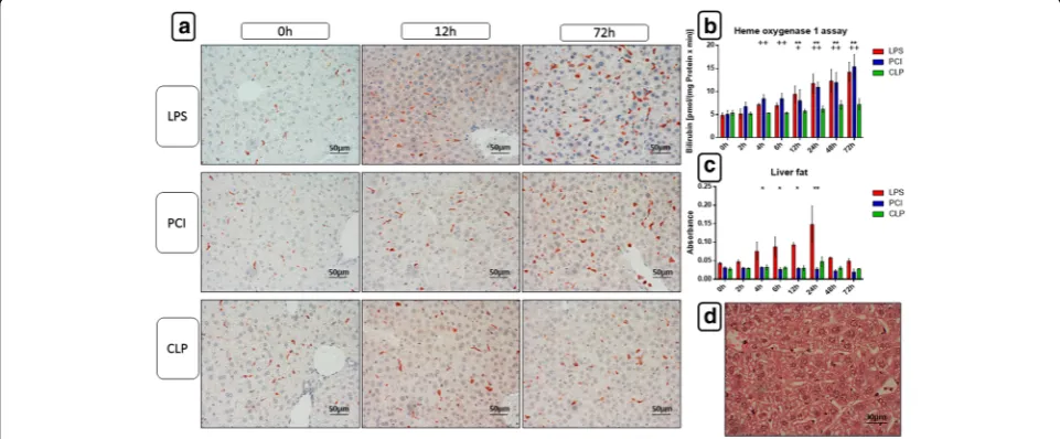 Fig. 3 Heme oxygenase-1 expression and activitiy and total fat content in the livers. At the time point indicated, mice were sacrificed and liversof the livers was determined (were collected for further biochemical and histological analysis