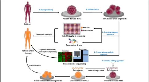 Fig. 2 Therapeutic development strategies using hiPSC-based 3D brain organoid technology