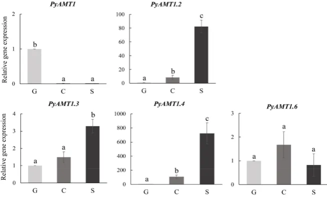 Figure 4. Differences in temporal expression patterns of PyAMTs in the life cycle of P