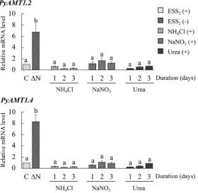 Figure 8. Suppression of the nitrogen starvation-induced expression of PyAMT1 PyAMT1.2 and PyAMT1.4 was examined by qRT-PCR (upper and lower, re-18S rRNA