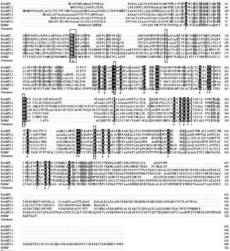 Figure 1. Conservation of AMT identity among six PyAMT1s and PyRh. Amino acid residues conserved in all seven proteins and in six proteins are highlighted by black (with white characters) and gray backgrounds, respectively