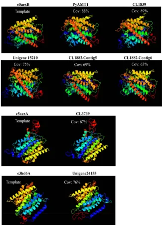 Figure 2. High degree of similarity in three-dimensional structures between AMT do-revisiae and Candida albicans, respectively, while c3hd6A represents a three-dimensional structure of the human rhesus protein (Rh)