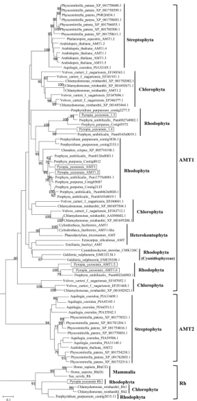 Figure 3. Neighbor joining-based phylogenetic tree of AMTs from terrestrial plants and algae