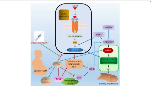 Fig. 2 Possible targets against FFAs-induced ED. The level of FFAs is elevated in obesity/T2DM which contributes to ED
