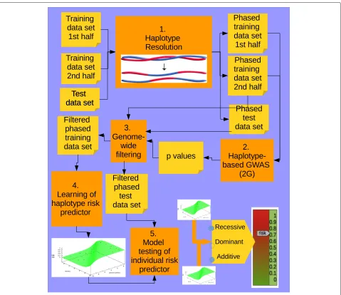 Fig. 6 Summary of the five steps followed by the haplotype-based approach. The training data set was split and genotypes within each subset wereindependently phased using Shapeit (first step)