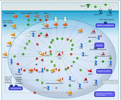 Figure 4 Transcription_P53 signaling pathway. It is the second highest scoring map (i.e., the map with the second lowest p-value)