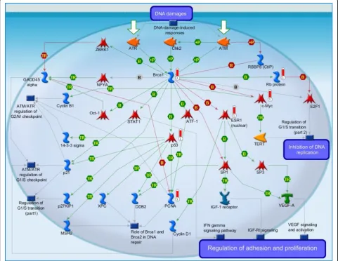 Figure 5 DNA damage_Brca1 as a transcription regulator. It is the third highest scoring map (i.e., the map with the third lowest p-value).Activation of breast cancer susceptibility gene 1 (BRCA1) by DNA damage occurs via activating the ataxia telangiectasi