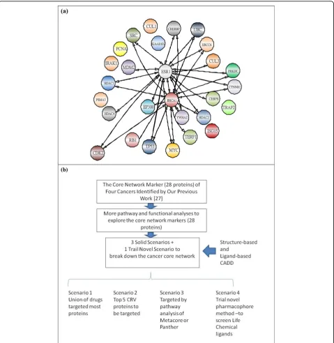 Figure 1 Core network marker and system flow chartcancers. We see both ESR1 and BRCA1 are most highly connected with other proteins