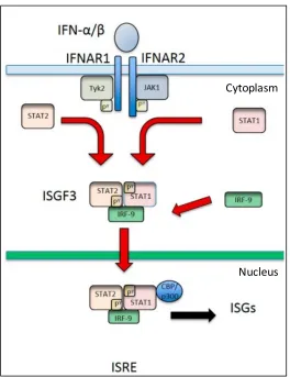 Figure  1.2:  Overview  of  the  IFN  signalling  cascade.  IFN-β  can  trigger  the 