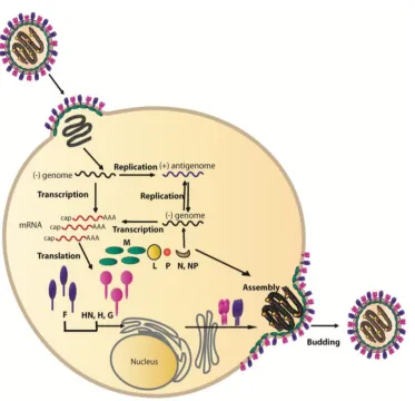 Figure 1.4: Paramyxovirus replication cycle. Entry to the cell is initiated by 