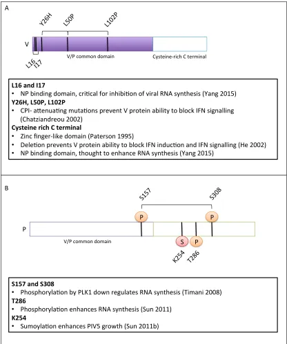 Figure 1.7: Summary of properties attributed to A) the V protein and B) the 