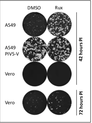 Figure 3.2: BUNΔNSs plaque development in A549 naïve, A549/PIV5-V and 