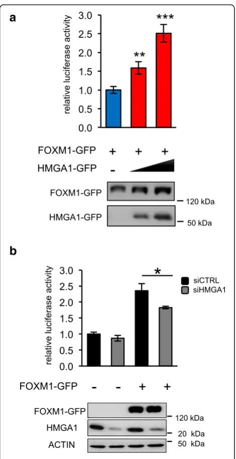Fig. 4 HMGA1 increases the transcriptional activity of FOXM1 oncells silenced for HMGA1 by siRNA and transiently co-transfectedwith the luciferase reporter plasmid pGL4.10-VEGFprom (with the expression plasmid pEGFP-FOXM1