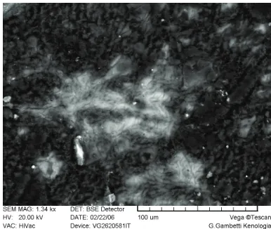 Figure 5. SEM micrographs (backscattering mode) of sam-ple B60. 