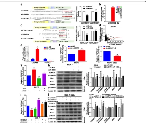 Fig. 5 LUCAT1 competitively binds miR-5582-3p with TCF7L2 and enhances Wnt/β-Catenin pathway
